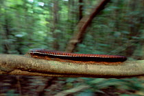 Giant millipede moving {Spirostreptus sp} Masoala NP, Madagascar.