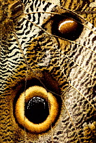 Wing detail of Owl butterfly {Caligo eurilochus} Mindo Cloudforest, Ecuador