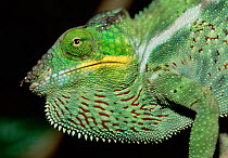 RF- Male Panther chameleon, threat display (Chamaeleo pardalis). Madagascar. Marojejy National Park. (This image may be licensed either as rights managed or royalty free.)
