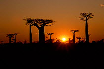 Sunrise with Baobab tree silhouettes, Madagascar