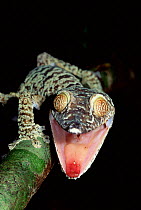 Leaf tailed gecko, threat display {Uroplatus fimbriatus} Madagascar, Nosy Mangabe