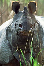 Male Indian rhinoceros {Rhinoceros unicornis} Kaziranga NP, India Assam