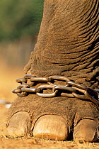 Close up of chained foot of Indian elephant {Elephas maximus} India