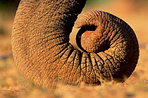 RF- Close up of curled tip of trunk of Indian elephant (Elephas maximus). India. Endangered species. (This image may be licensed either as rights managed or royalty free.)