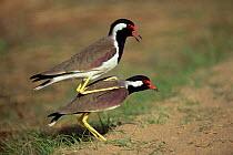 Red wattled lapwings, mating posture {Vanellus indicus} Bandhavgarh NP, India.