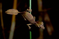 Satanic leaf gecko {Uroplatus phantasticus} Ranomafana NP, Madagascar.