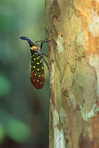 Chinese lantern fly {Fulgora sp} Kinabatangan river, Sabah, Borneo.