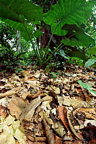 Bornean horned frog camouflaged in leaf litter {Megophrys nasuta} Sabah, Borneo