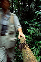 Tourist approaching White toed tarantula {Avicularia metallica} on handrail, Ecuador