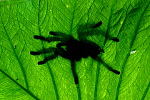 White toed tarantula {Avicularia metallica} seen through leaf, Ecuador, Amazonia