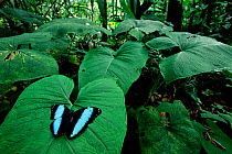 RF- Morpho butterfly displaying on leaf (Morpho achilles). Amazonia, Ecuador. (This image may be licensed either as rights managed or royalty free.)