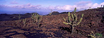 Candelabra cactus {Jasminocerus thouarsii} on lava, Isabela Is, Galapagos