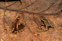 Two Crested toads {Bufo typhonia complex} Amazonia, Ecuador