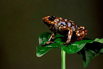 Poison arrow frog calling {Dendrobates sylvaticus} Choco forest, Ecuador