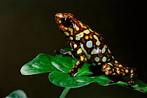 Poison arrow frog {Dendrobates sylvaticus} Choco forest, Ecuado