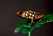Poison arrow frog {Dendrobates sylvaticus} Choco forest, Ecuador.