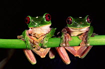 Maroon eyed leaf frogs {Agalychnis litodryas} Esmeraldas, Ecuador