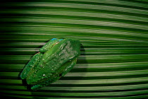 Tropical leaf frog on palm leaf {Phyllomedusa tarsius} Amazonia, Ecuador