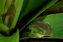 Tropical leaf frog in bromeliad {Phyllomedusa tarsius} Amazonia, Ecuador