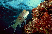Streamer hogfish {Bodianus diplotaenia} Galapagos.