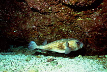 Pacific burrfish {Chilomycterus reticulatus} Galapagos.