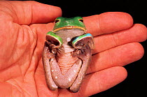 Tropical leaf frog defensive posture {Phyllomedusa tarsius} Amazonia, Ecuador