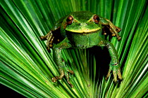 Marsupial frog {Gastrotheca orophylax} Cloudforest, Ecuador