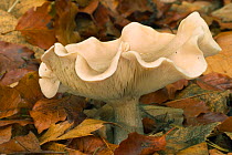 Fleecy milkcap fungus {Lactarius vellereus} Belgium