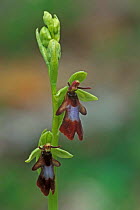 Fly orchid {Ophrys insectifera} France