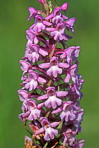 Fragrant orchid {Gymnadenia conopsea} France