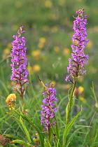 Fragrant orchids {Gymnadenia conopsea} France