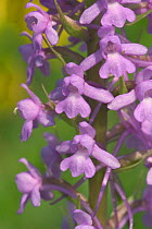 Fragrant orchid {Gymnadenia conopsea} France