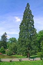 Giant sequoia tree in park {Sequoiadendron giganteum} Belgium