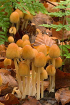 Glistening inkcap fungi {Coprinus micaceus} Belgium