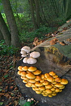 Golden scalycap {Pholiota aurivella} + Porcelain fungus {Oudemansiella mucida} Belgium