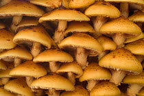 Golden scalycap fungi {Pholiota aurivella} close up Belgium