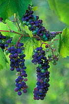 Bunch of Wild grapes on vine {Vitis sp} France
