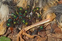 Blowflies / Greenbottles feeding on dead bird {Lucilia caesar} France