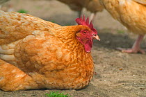 Domestic hen, Labelroos breed {Gallus gallus domesticus} Belgium