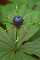 Herb paris flower berry {Paris quadrifolia} Belgium