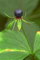 Herb paris flower berry {Paris quadrifolia} Belgium