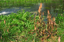 Common horsetails growing beside water {Equisetum arvense} France