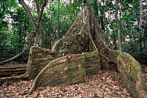 Buttress roots of Nakatambol tree {Dracontomelon vitiense} Espirito Santo, Vanuatu