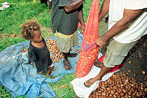 Castanospermum australe bean pods for horticulture trade, Espirito Santo Vanuatu
