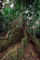 Buttress roots of Nakatambol tree {Dracontomelon vitiense} Espirito Santo, Vanuatu, South Pacific