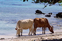 Cows drinking sea water, Espirito Santo, Vanuatu, Melanesia