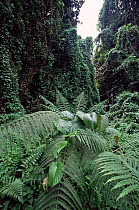 Mile-a-minute vine encroaching on native plants, Vatte, Espirito Santo, Vanuatu