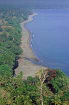 Vatte conservation area, Lowland coastal forest, Santo Espirito, Vanuatu