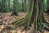 Namamba tree buttress roots, Vatte conservation area, Espirito Santo, Vanuatu, Melanesia