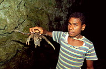 Man holding Coconut crab {Birgus latro} Espirito Santo, Vanuatu, Melanesia
